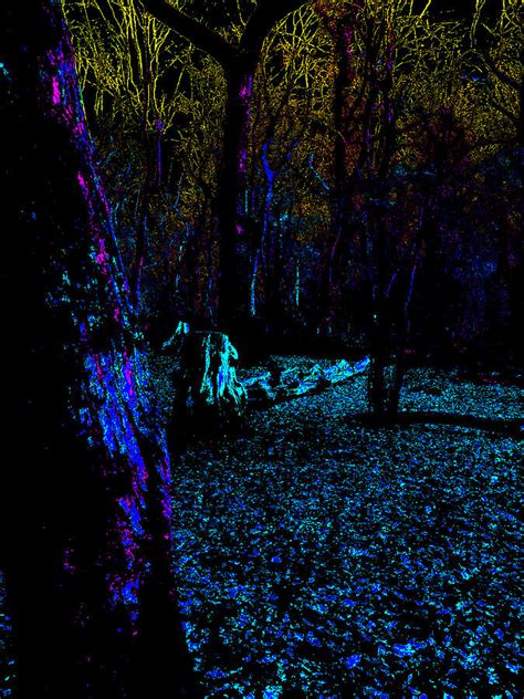Psychedelic Night Forest Trees In Highgate Wood 331 Photograph By