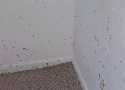 Cottage Country Pest Control Bed Bugs A Follow Up