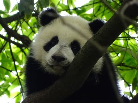 Une Journée Avec Les Pandas Géants De Chine Dans Le Sichuan