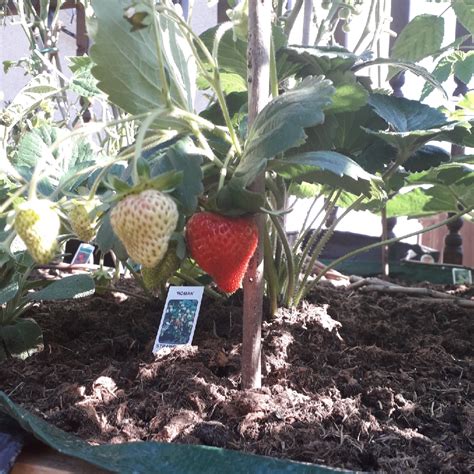 Fragaria X Ananassa Roman Strawberry Roman In Gardentags Plant