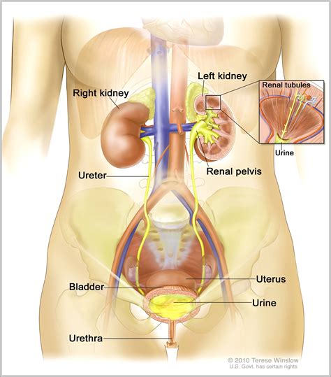 A network connection, a large object in memory, a file. Female Internal Anatomy Diagram / Female Internal Organs ...