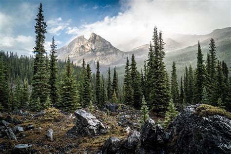 🇨🇦 Mystic Mountain Forest Mt Assiniboine Provincial Park Bc By
