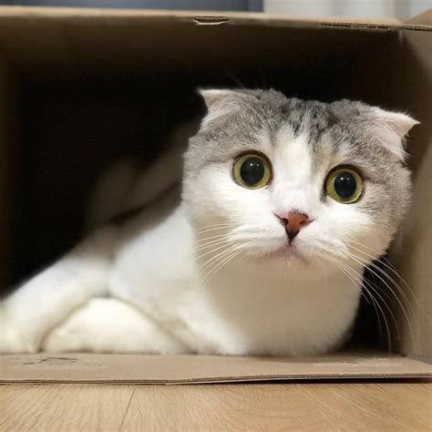 11 Cute Cats With The Biggest Eyes Youve Ever Seen Viral Cats Blog