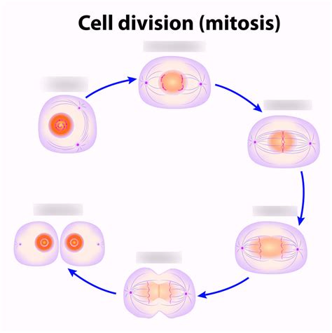 Cell Division Mitosis Diagram Quizlet