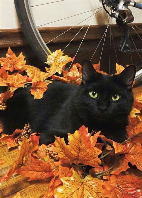 Black Cats Represent Autumn Because Of Halloween However I Think