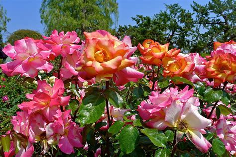Rainbow Sorbet Roses Photograph By Denise Mazzocco