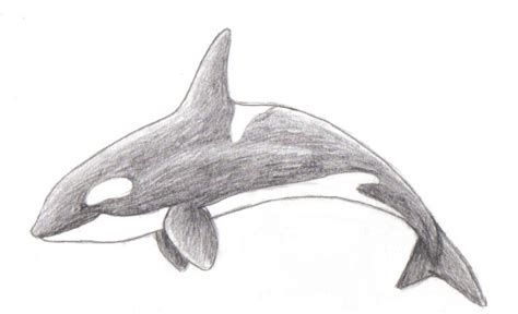 Internet, airconditioning, huisdiervriendelijk, haard, tv, wasmachine & droger, kindvriendelijk, parkeren, roken niet. Pencil-Shaded Orca by TyParsec on DeviantArt