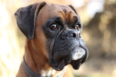 Are Boxers Good Inside Dogs