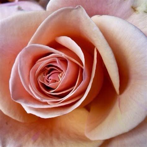 I Love Blush Roses Peach Roses Romantic Roses Blush Roses