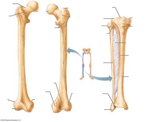In this article, we look at the structure and function of this bone and the injuries that can affect it. Leg Bones Diagram : Tibia And Fibula Anatomy Of Leg Bones ...