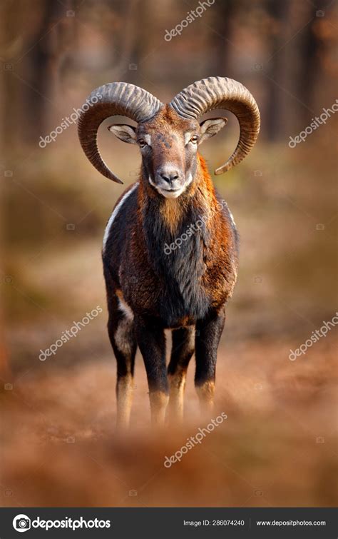 Mouflon Ovis Orientalis Portrait Mammal Big Horns Prague Czech Republic