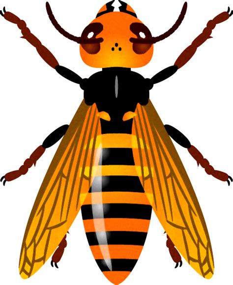 スズメバチのイラスト真上｜蜂｜昆虫｜素材のプチッチ