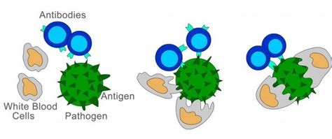 Phagocytosis Definition Steps Types And A Simple Explanation