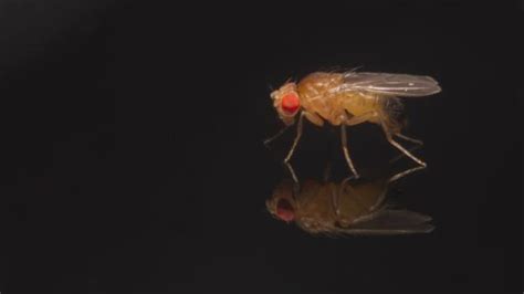 Bbc Earth Secret Wing Colours Attract Female Fruit Flies