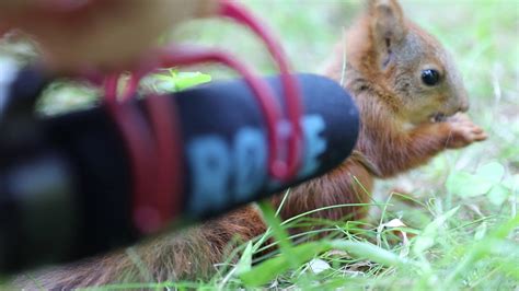 I Put My Microphone In Front Of A 7 Week Old Baby Red Squirrel Youtube