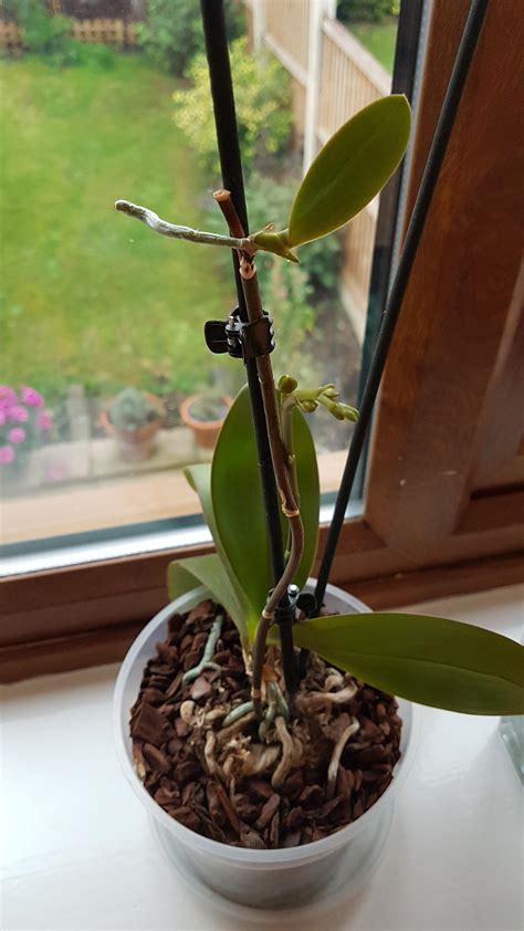 Is This A Second Plant Randomly Sprouting From My Orchid 🤔 Houseplants