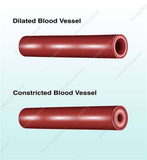 Blood Vessel Constriction And Dilation Stock Image F0318220