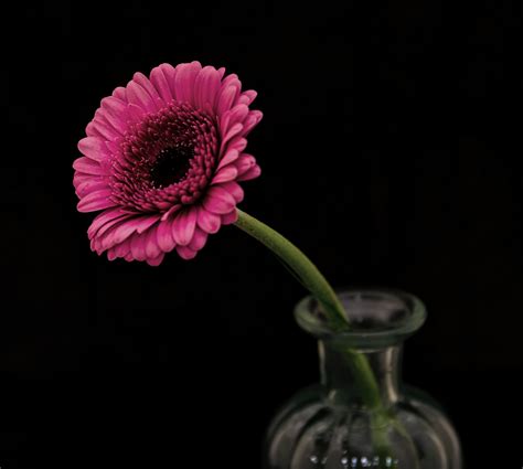 Free Photo Selective Focus Photography Of Pink Petaled Flower