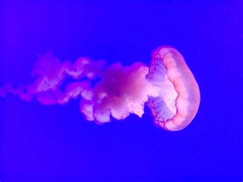 Rare Giant Phantom Jellyfish Seen Off California Coast Among Worlds