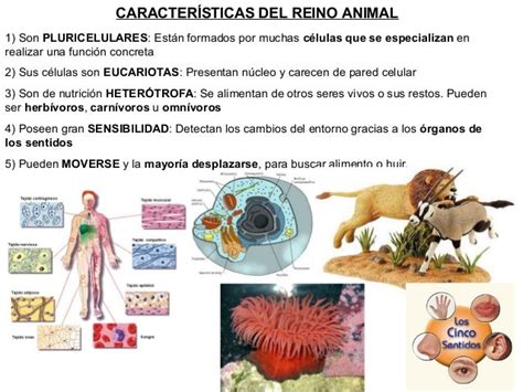 Reino Animalia