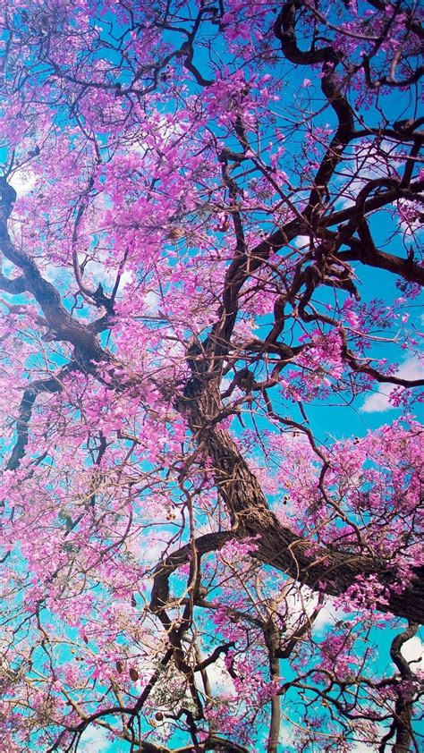 1080x1920 Cherry Blossom Tree Iphone 76s6 Plus Pixel Xl One Plus 3