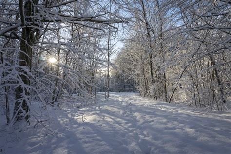 Winter Wonderland With Snow Covered Branches Stock Photo Image Of