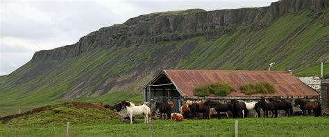 Сельское хозяйство исландии 84 фото