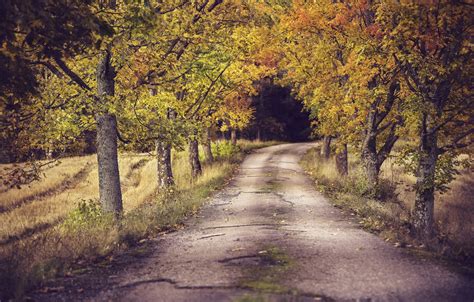 Wallpaper Road Autumn Trees Images For Desktop Section природа