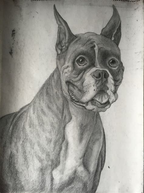 Boxer dog is a very loyal animal having height of medium to large. Boxer Dog Drawing/Sketch | Creative Indeed