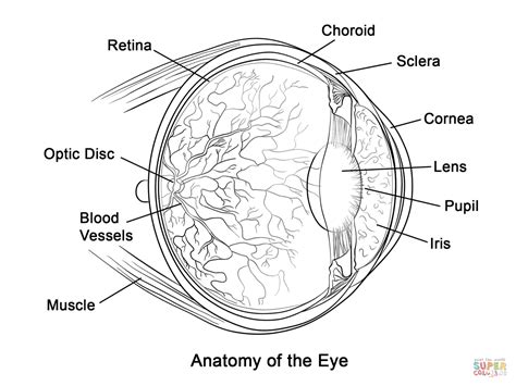 Human Eye Anatomy Coloring Page Free Printable Coloring Pages