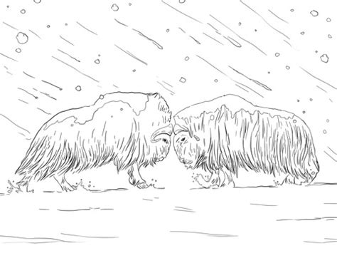 musk oxen fighting coloring page supercoloringcom