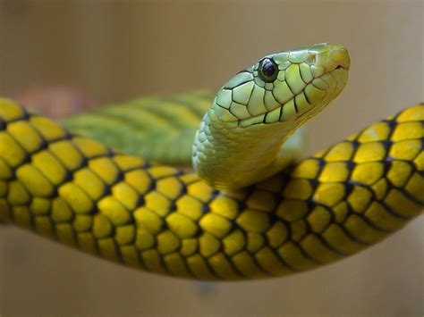 Filegreen Yellow Snake Wikimedia Commons