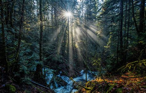 壁紙，加拿大，公园，森林，vancouver Island National Parks，光射线，树，大自然，下载，照片