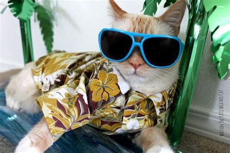 Found pets at hawaiian humane. cats in shades and hawaiian shirts | Funny cat images, Cat ...