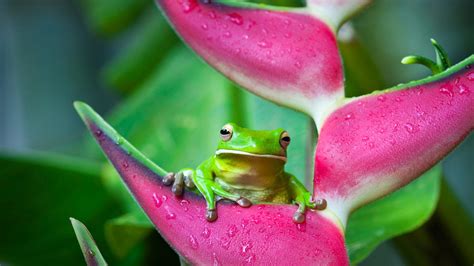 Frogs And Flowers Wallpapers High Quality Download Free