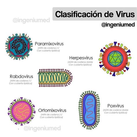 Clasificación De Virus 2 Clasificacion De Los Virus Microbiología