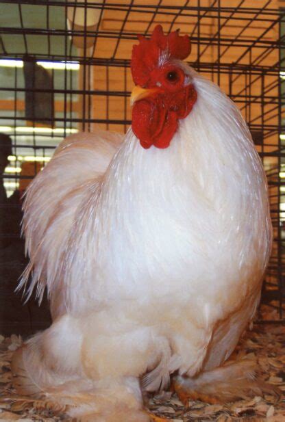 White Cochin Bantams Chicks For Sale Cackle Hatchery®