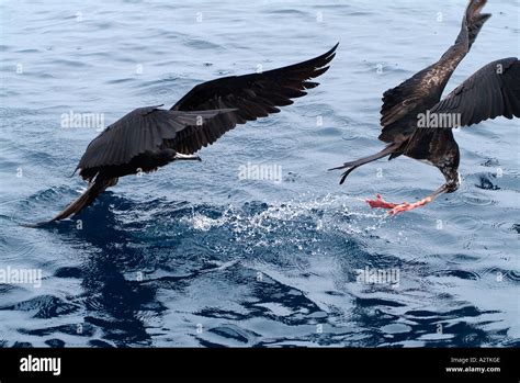 Frigate Bird Catching Fish At The Surface Of The Pacific Ocean Stock