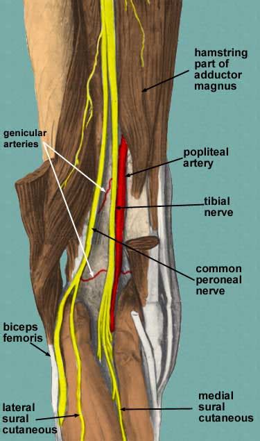 Muscles Thigh Anatomy