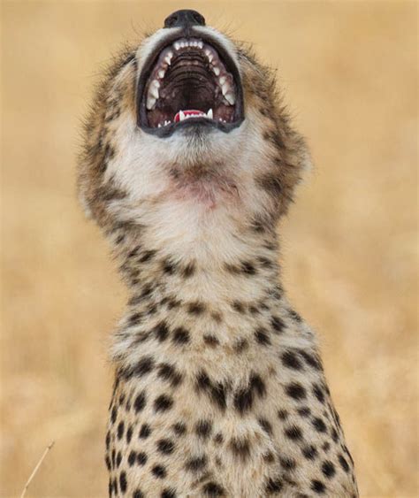 A Smiley Cheetah In Tanzania Hilarious Smiling Animals Around The