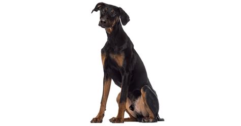 99 Z Factor Doberman Pinscher L2sanpiero