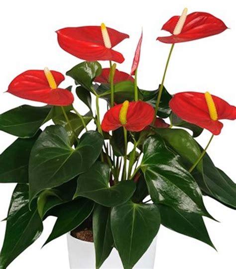 Je m'informe sur l'état du trafic en temps réel. Anthurium Andreanum Rouge pas cher | Achat/Vente en ligne