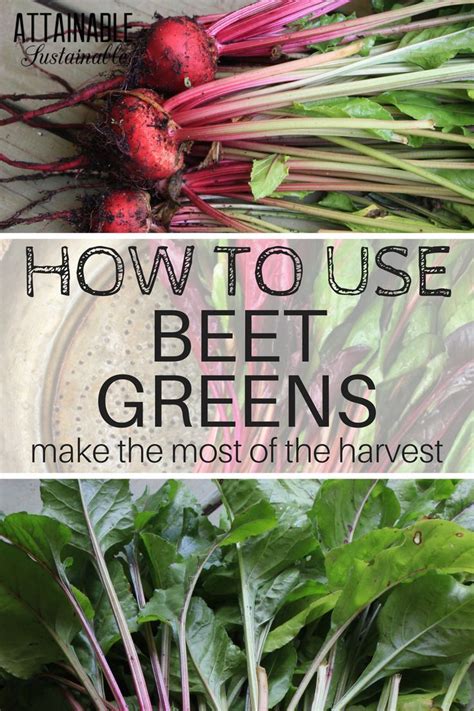 Wondering What To Do With Beet Greens Theyre Not A Common Vegetable