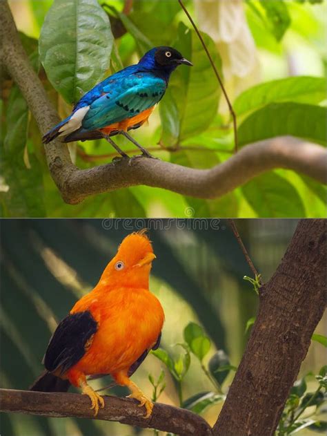 Blue Bird With Breast Standing On The Branch Stock Image Image Of Malaysia Borneo 55773133