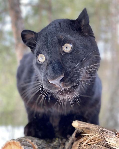Stunning Visuals Of A Black Panther Playing In The Snowy Woods Of