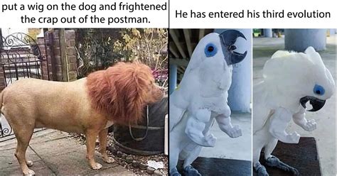 If These 30 Fresh Funny Animal Memes Dont Make Your Monday I Dont
