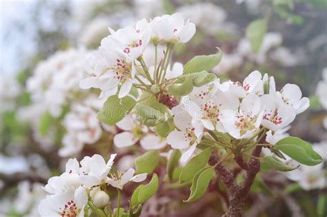 White Spring Pear Blossomsfresh Spring Background On Outdoor Nature
