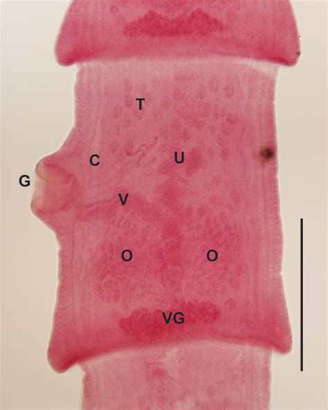 Figure 1 Definitive Hosts Of Versteria Tapeworms Cestoda Taeniidae