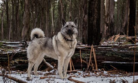 Norwegian Elkhound Characteristics Care And Photos Bechewy