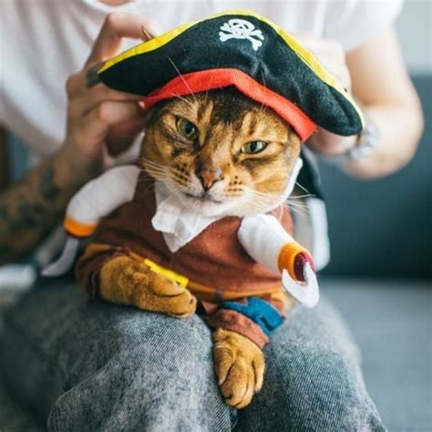 A Cat Wearing A Pirate Costume Sitting On Someones Lap